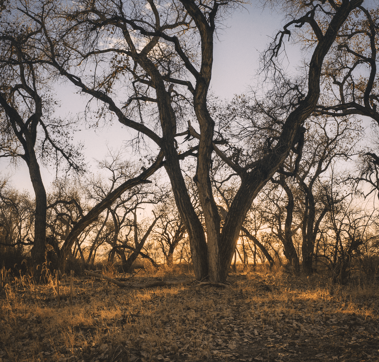 Cottonwood trees in the Rio Grande bosque at Corrales, New Mexico, backlit at dusk.