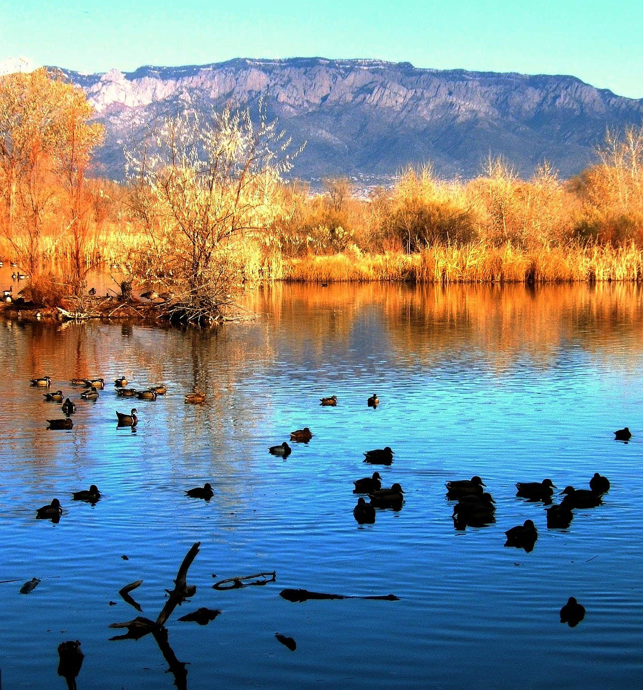Cottonwood bosque and a still pond at the Rio Grande Nature Center State Park.